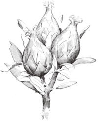 flower drawing