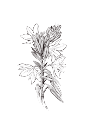 flower drawing