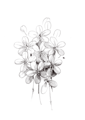 flower drawing