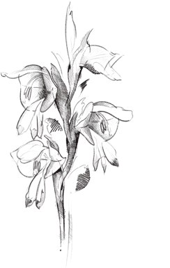flower drawing