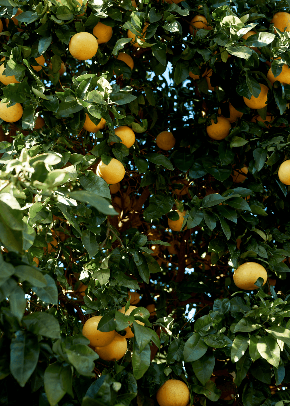 Close-up of a citrus tree laden with bright yellow-orange fruit among lush green leaves in dappled sunlight