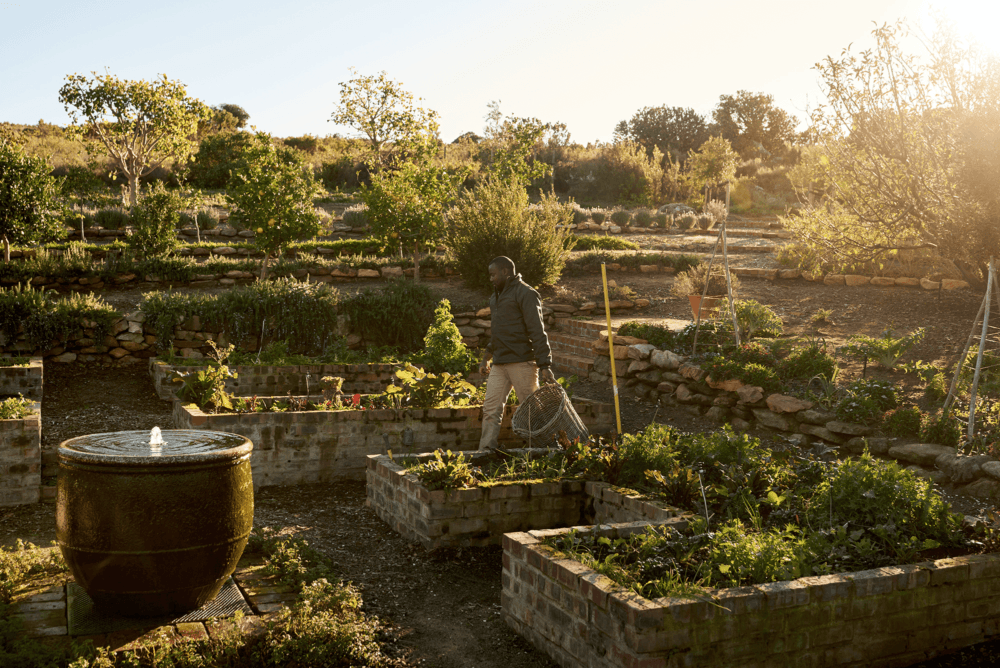 A man walking through a terraced garden with raised brick beds, carrying a wire basket near a water fountain, bathed in warm evening sunlight